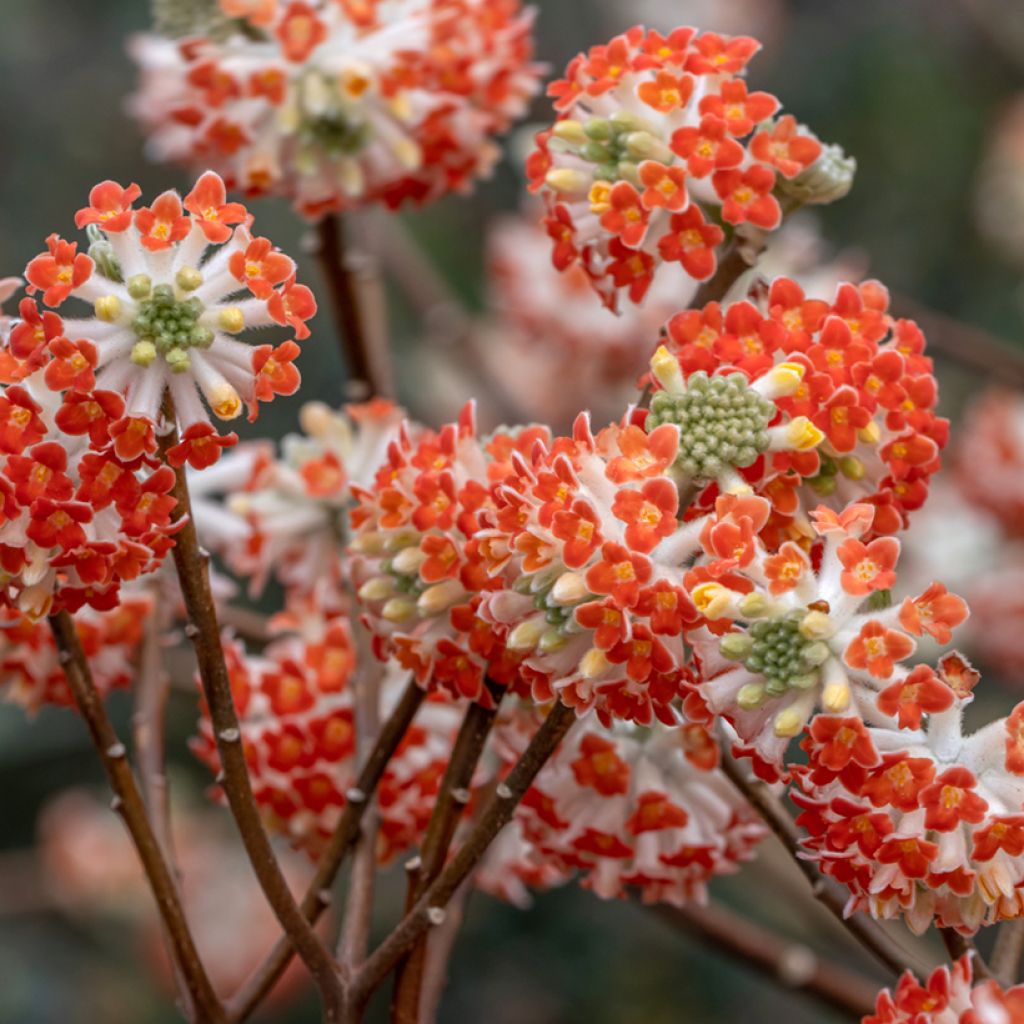 Edgeworthia chrysantha Red Dragon Akebono - Paperbush