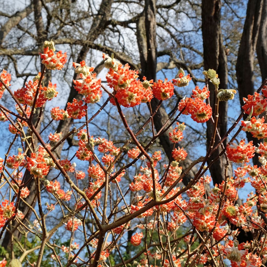 Edgeworthia chrysantha Red Dragon Akebono - Paperbush