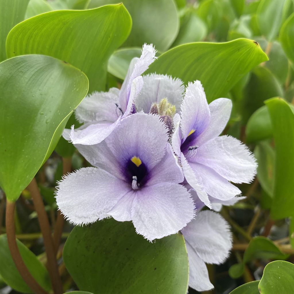 Eichhorna azurea - Water Hyacinth