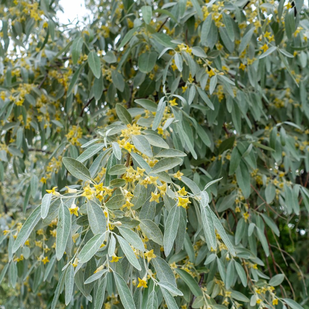 Elaeagnus angustifolia - Russian Olive