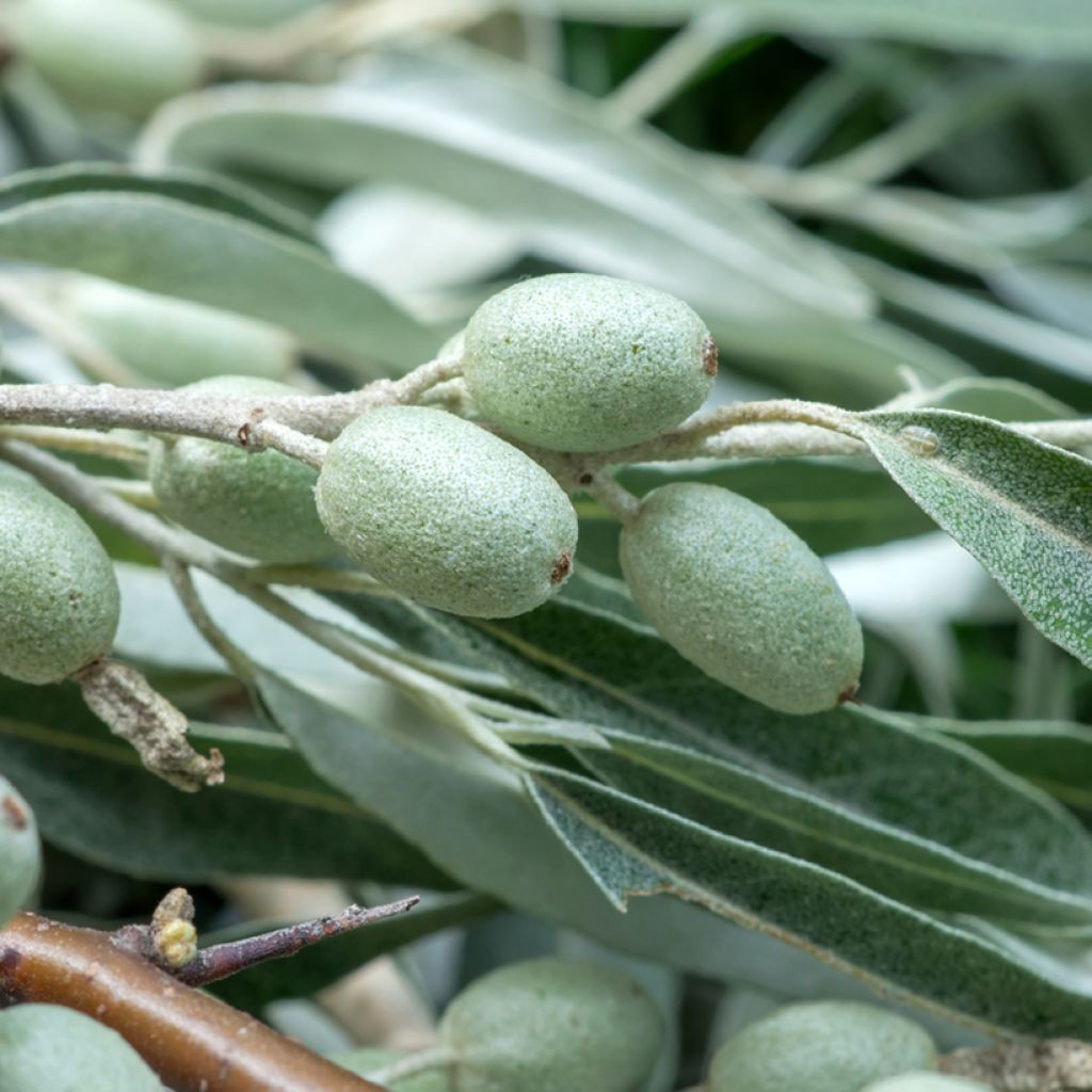Elaeagnus angustifolia - Russian Olive