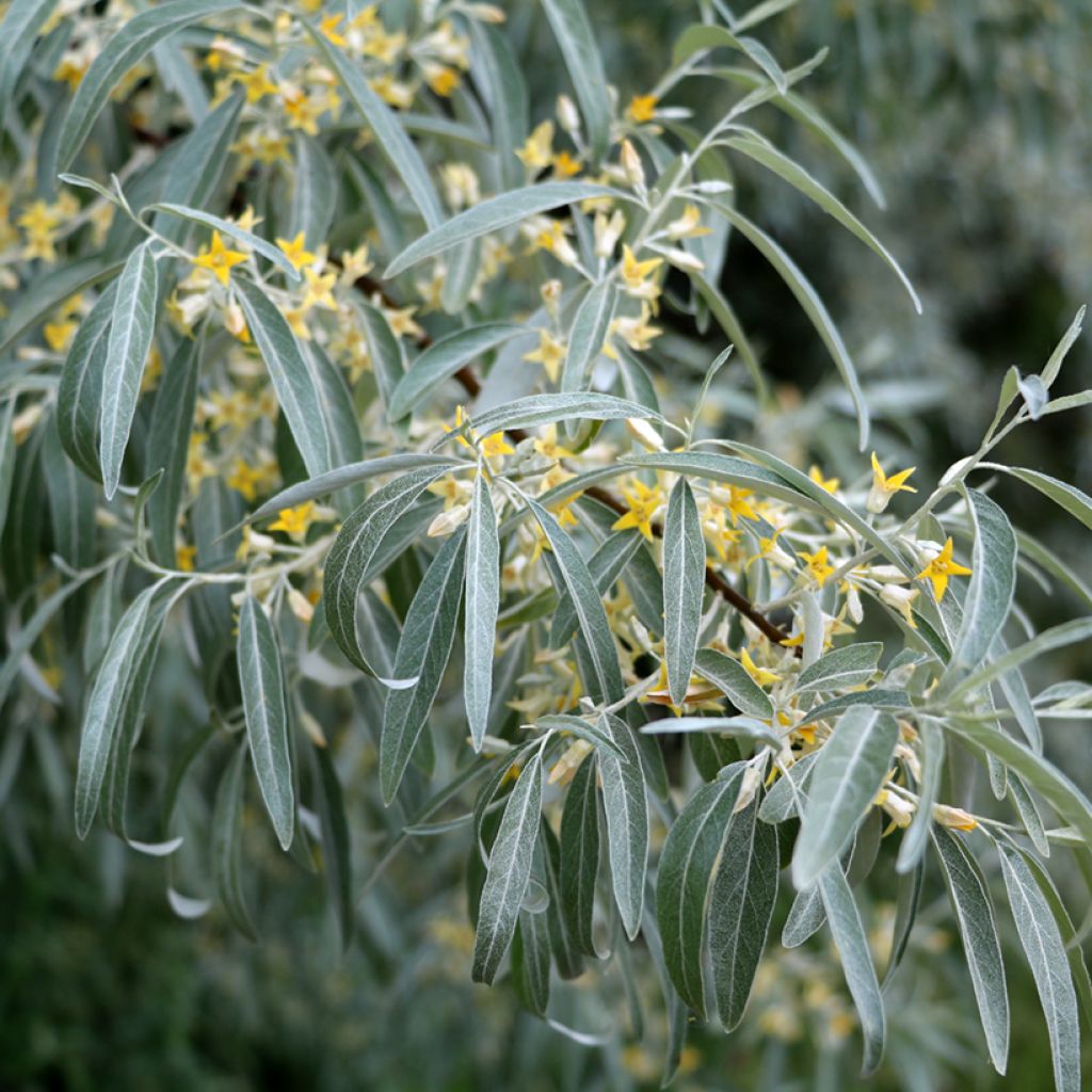 Elaeagnus angustifolia - Russian Olive