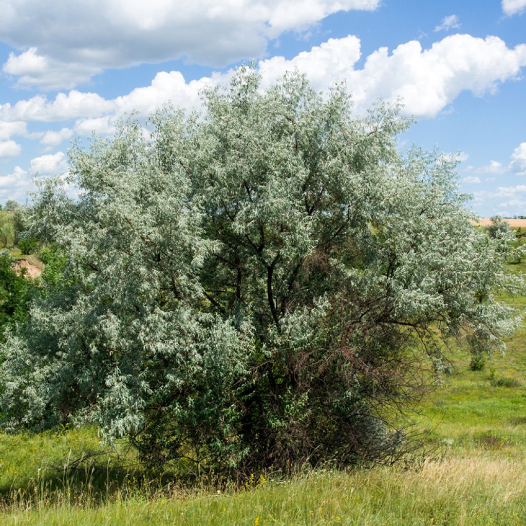 Elaeagnus angustifolia - Russian Olive