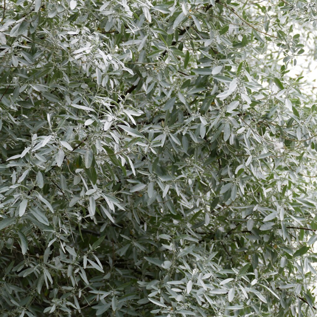 Elaeagnus angustifolia - Russian Olive