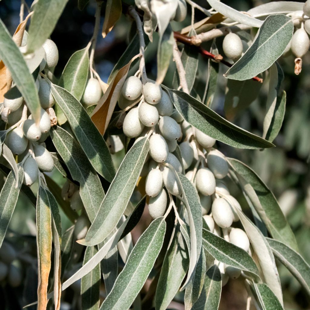 Elaeagnus angustifolia - Russian Olive