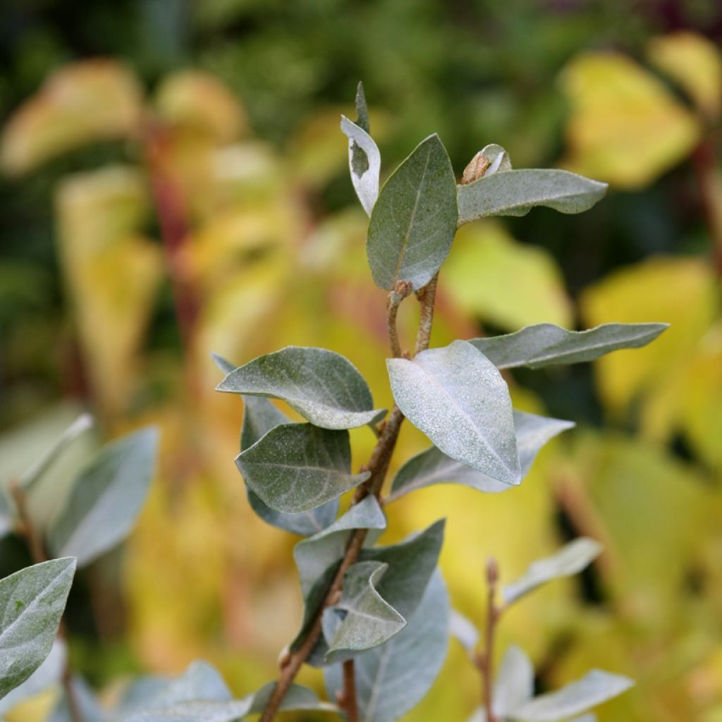 Elaeagnus commutata Zempin - Silverberry