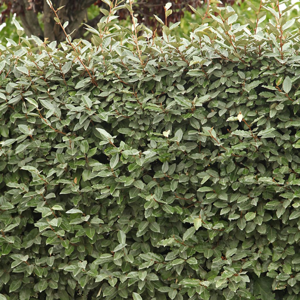 Elaeagnus ebbingei Compacta - Oleaster