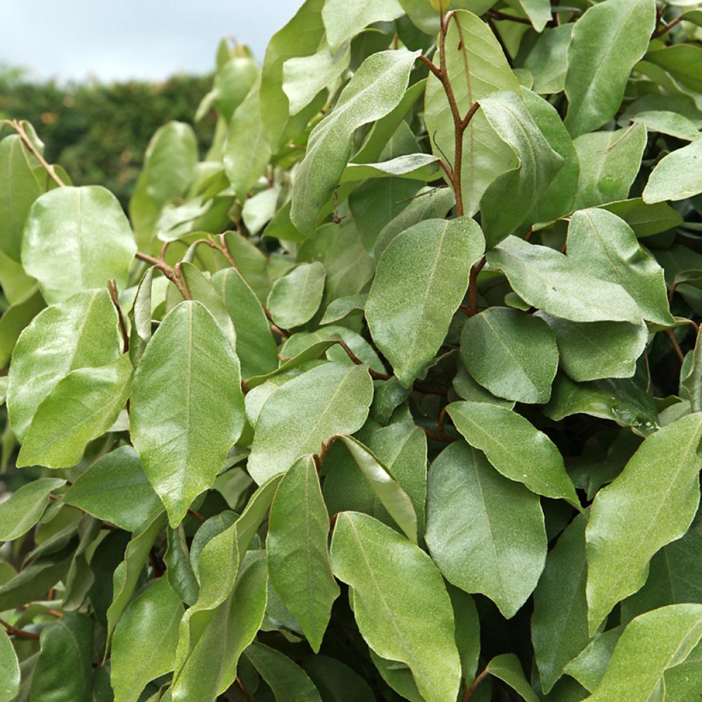 Elaeagnus ebbingei Compacta - Oleaster