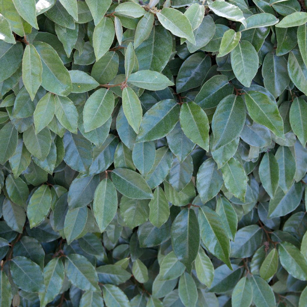 Elaeagnus ebbingei Compacta - Oleaster