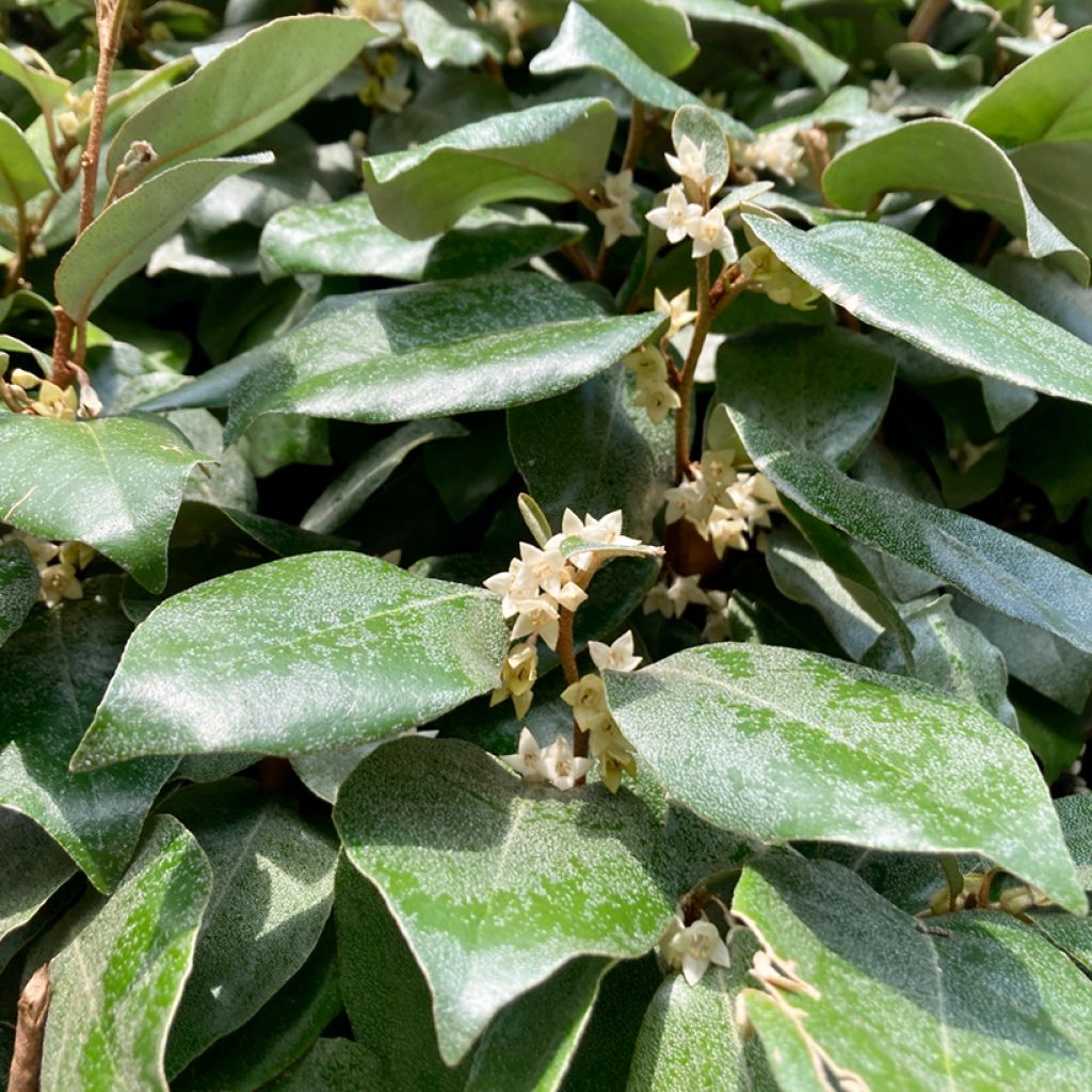 Elaeagnus ebbingei Compacta - Oleaster