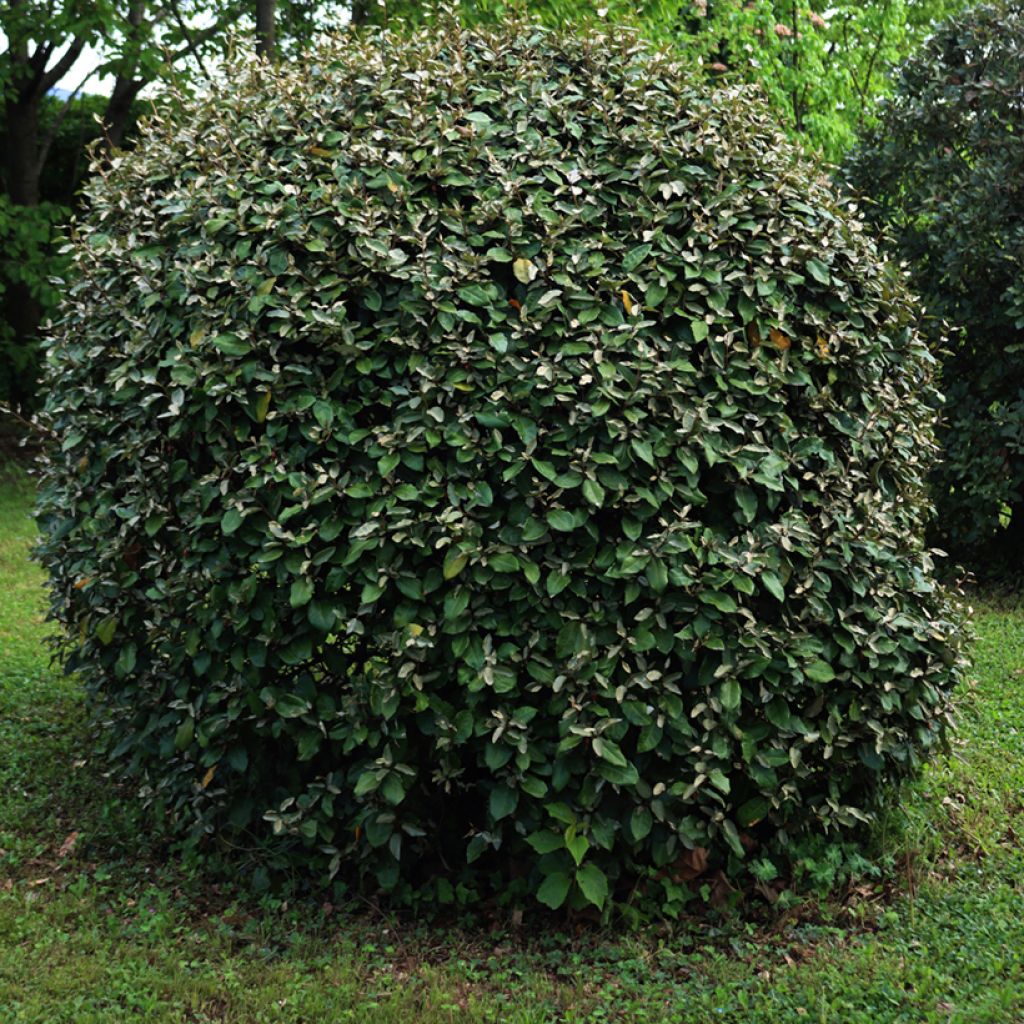 Elaeagnus ebbingei Compacta - Oleaster