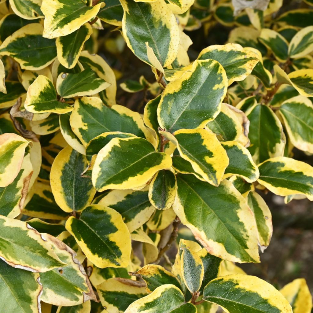 Elaeagnus ebbingei Gilt Edge - Oleaster