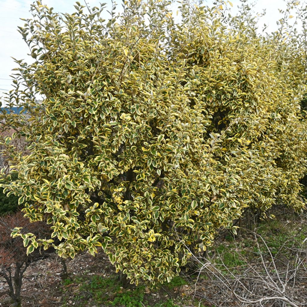 Elaeagnus ebbingei Gilt Edge - Oleaster