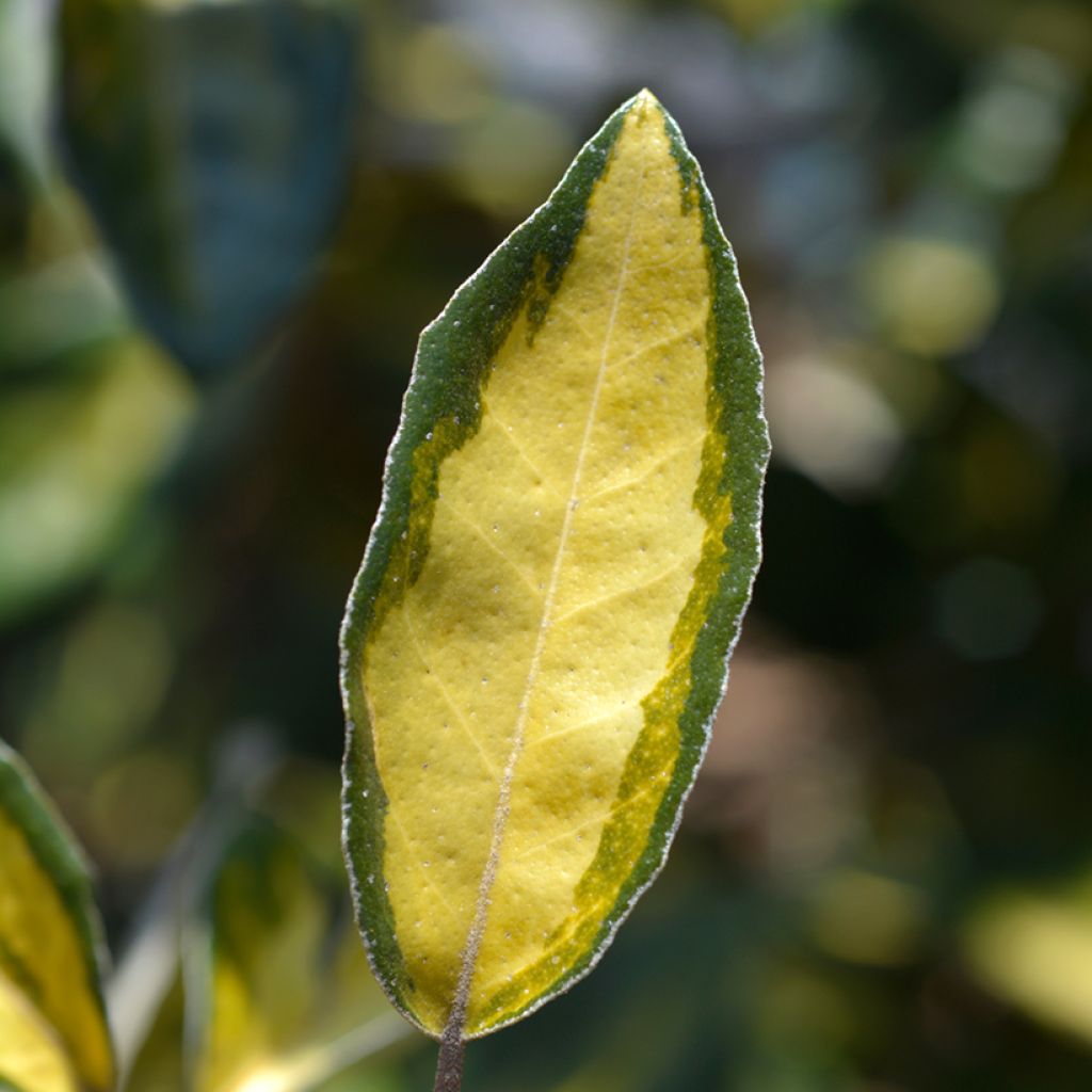 Elaeagnus ebbingei Limelight - Oleaster
