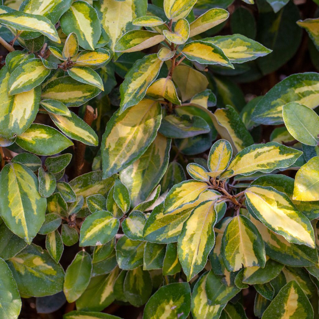 Elaeagnus ebbingei Limelight - Oleaster