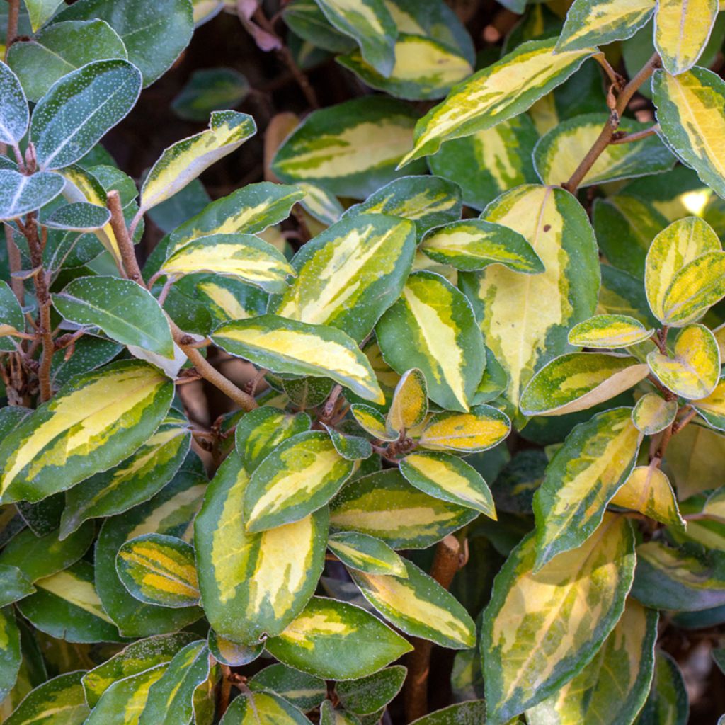 Elaeagnus ebbingei Limelight - Oleaster