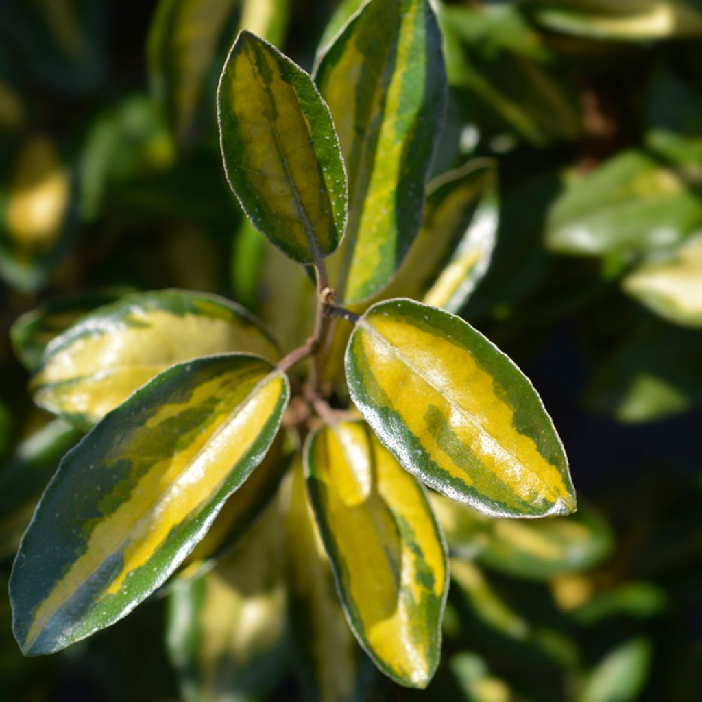 Elaeagnus ebbingei Limelight - Oleaster