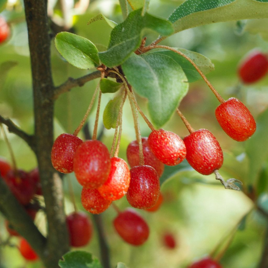 Elaeagnus multiflora - Goumi