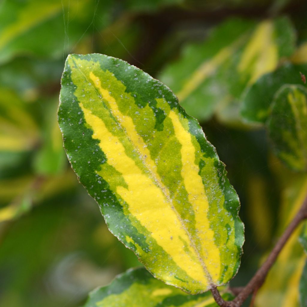 Elaeagnus pungens Variegata