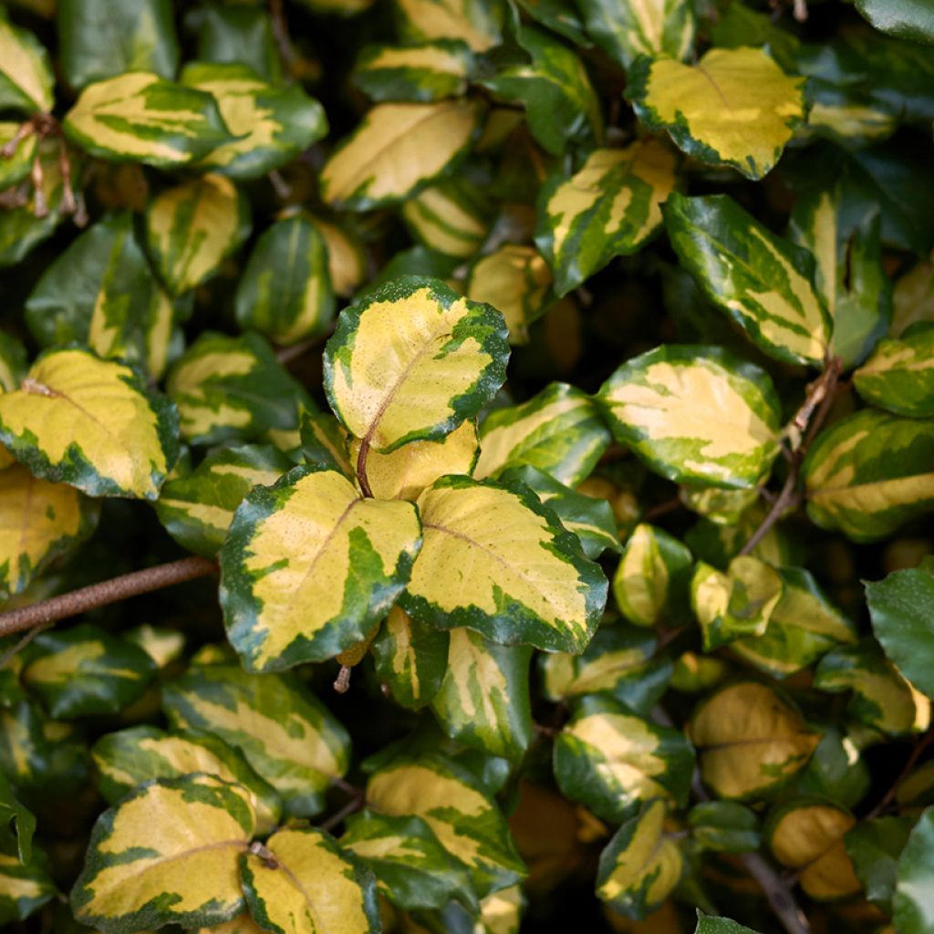 Elaeagnus pungens Variegata