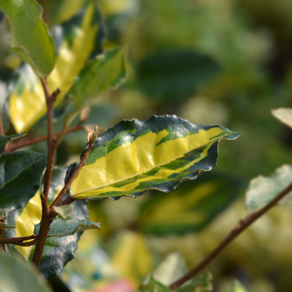 Elaeagnus pungens Variegata