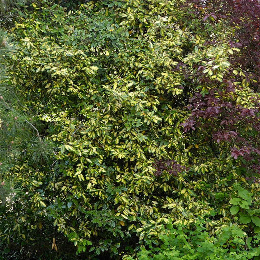 Elaeagnus pungens Variegata