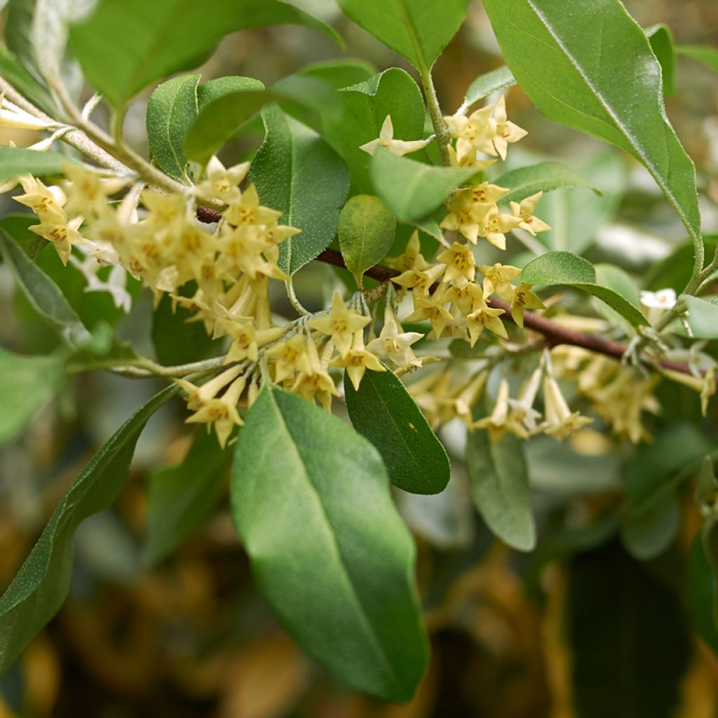 Elaeagnus umbellata Pointilla Amoroso