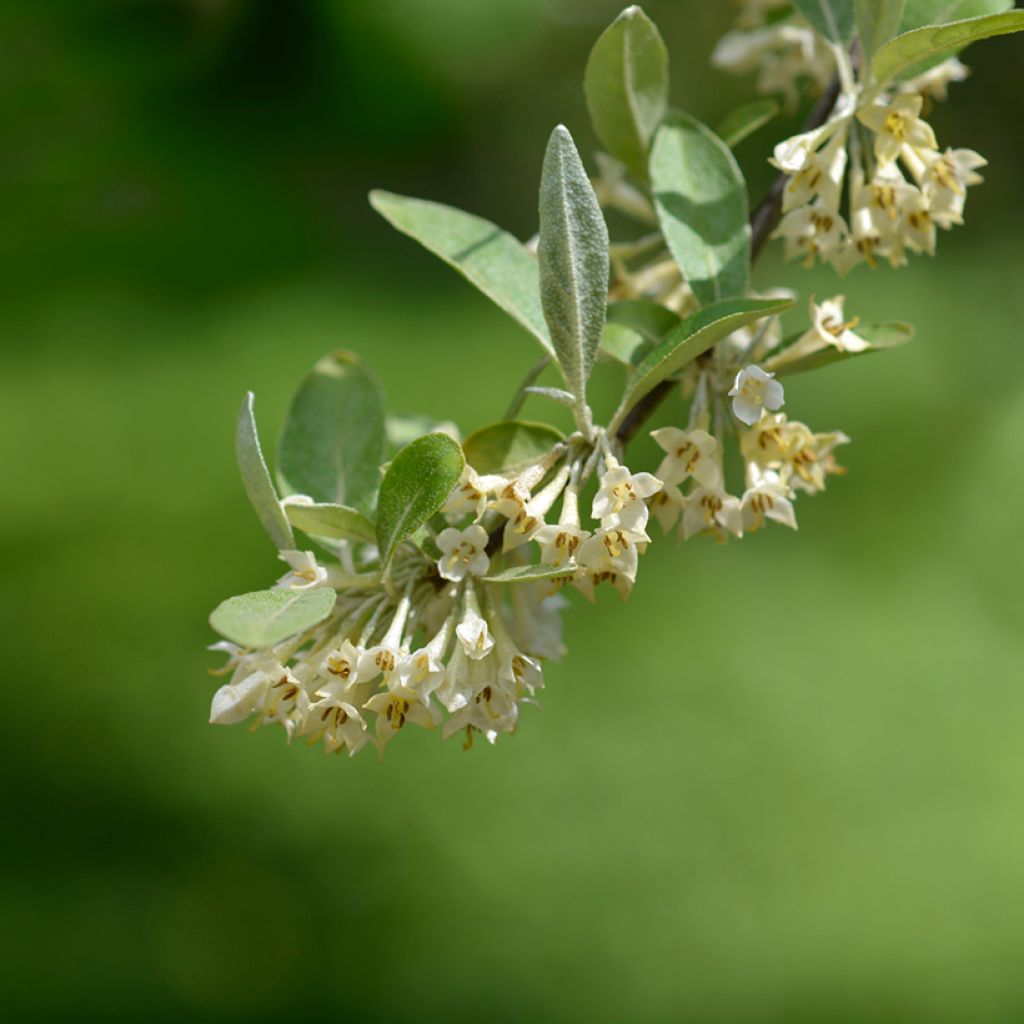 Elaeagnus umbellata Pointilla Amoroso