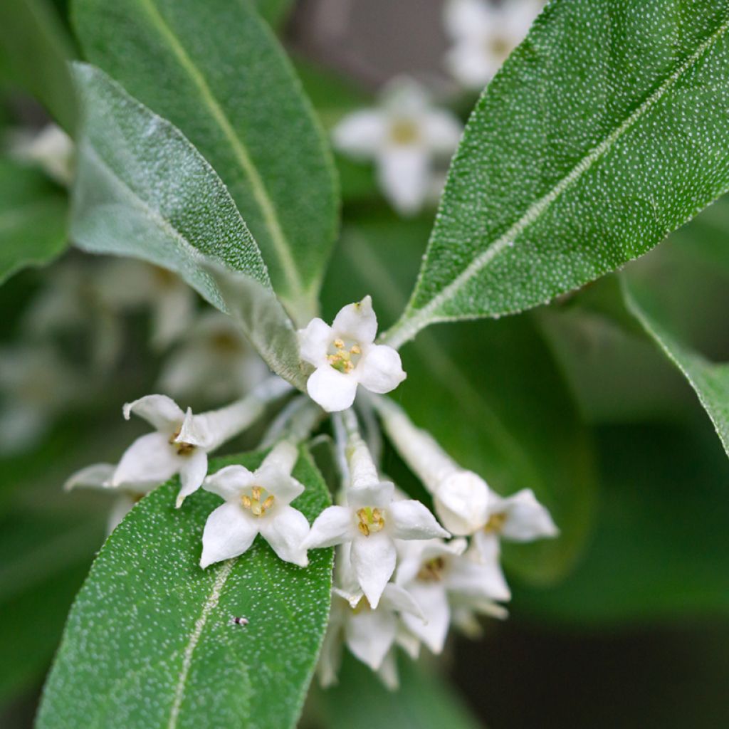 Elaeagnus umbellata - Japanese Silverberry