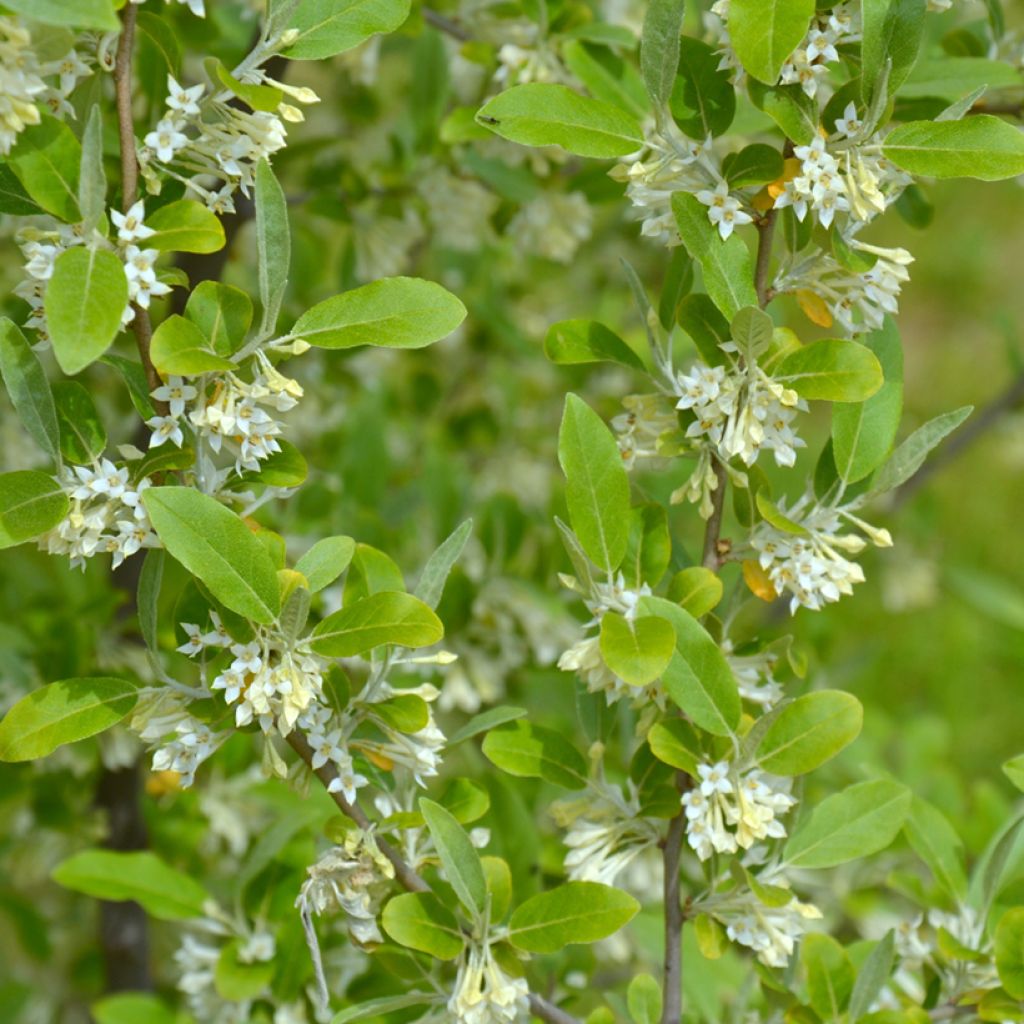 Elaeagnus umbellata - Japanese Silverberry