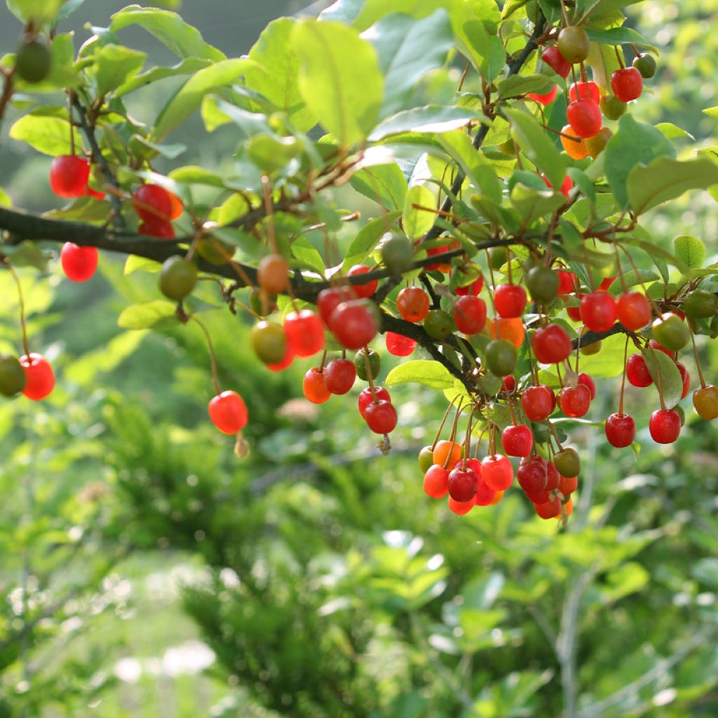 Elaeagnus umbellata - Japanese Silverberry