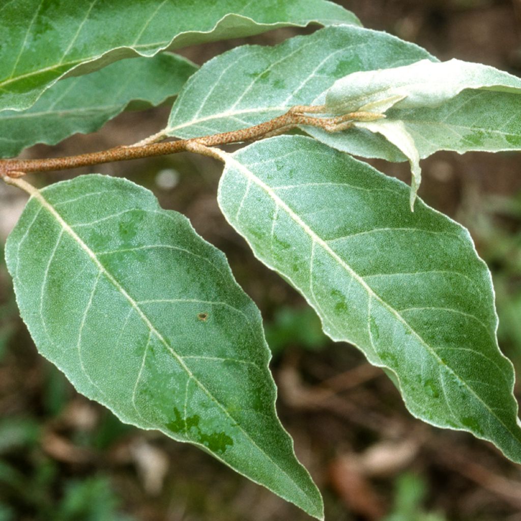 Elaeagnus umbellata - Japanese Silverberry