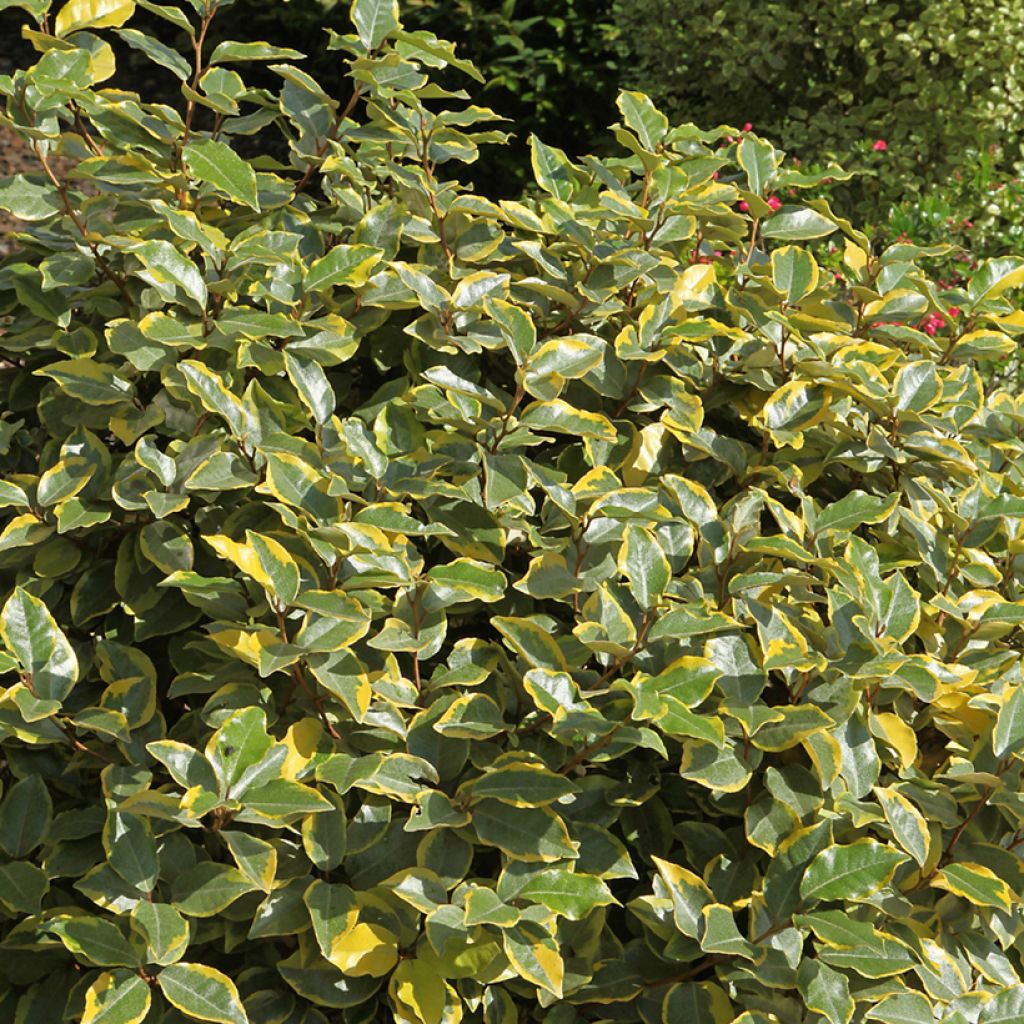 Elaeagnus ebbingei Viveleg - Oleaster