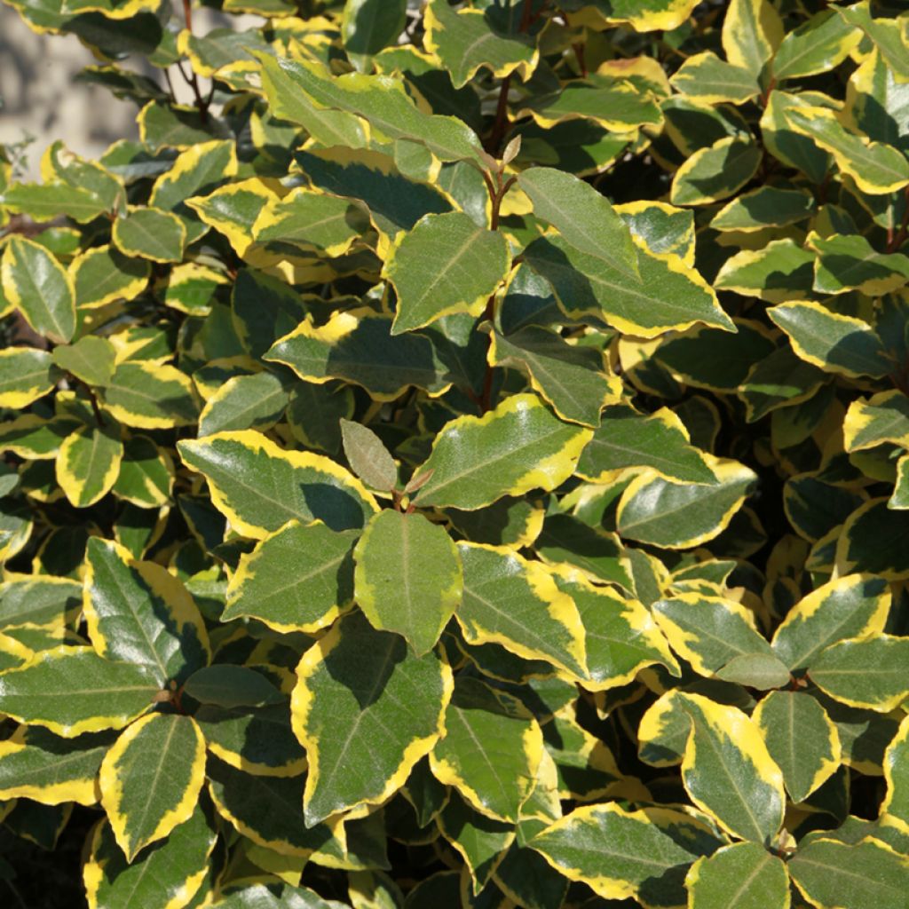 Elaeagnus ebbingei Viveleg - Oleaster