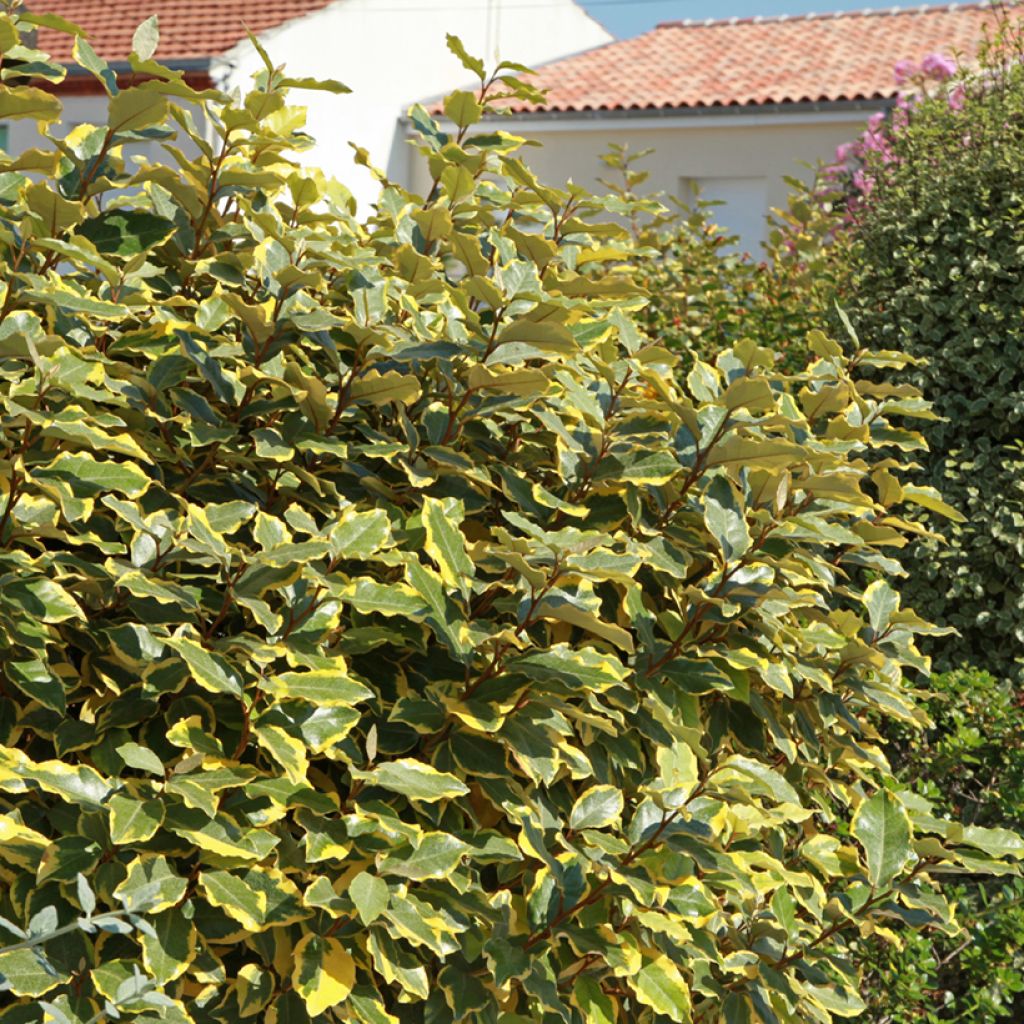 Elaeagnus ebbingei Viveleg - Oleaster