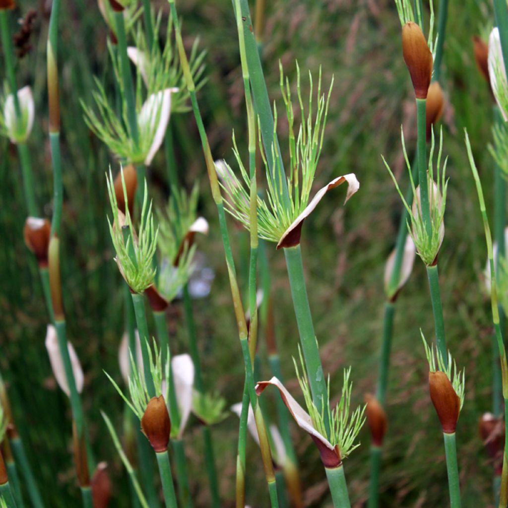 Elegia capensis