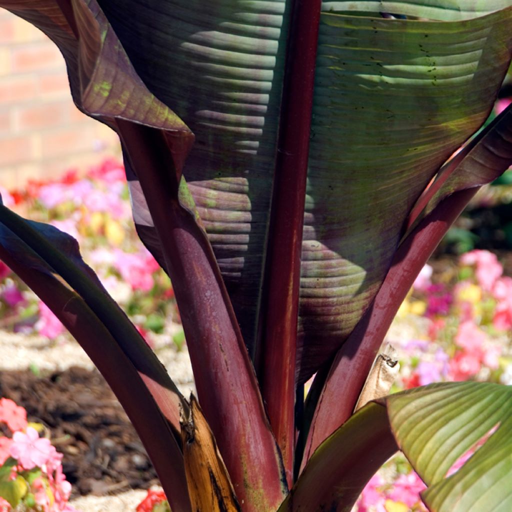 Ensete ventricosum Maurelii - Ethiopian Black Banana