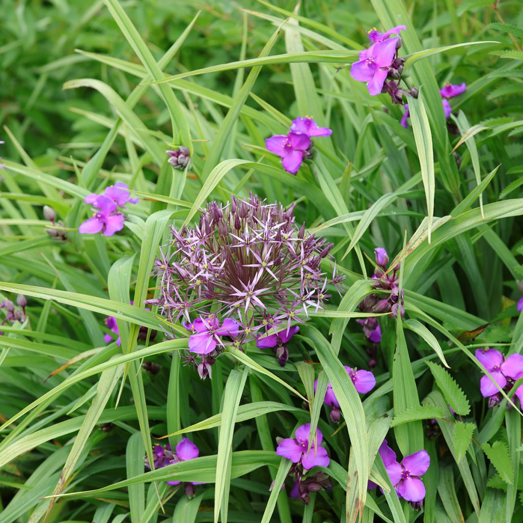 Tradescantia Karminglut - Spiderwort