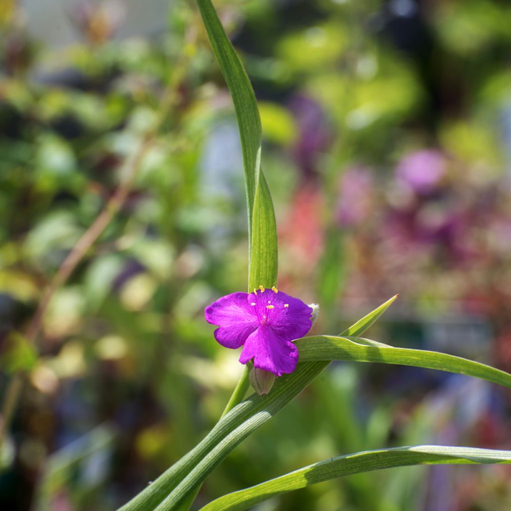 Tradescantia Karminglut - Spiderwort