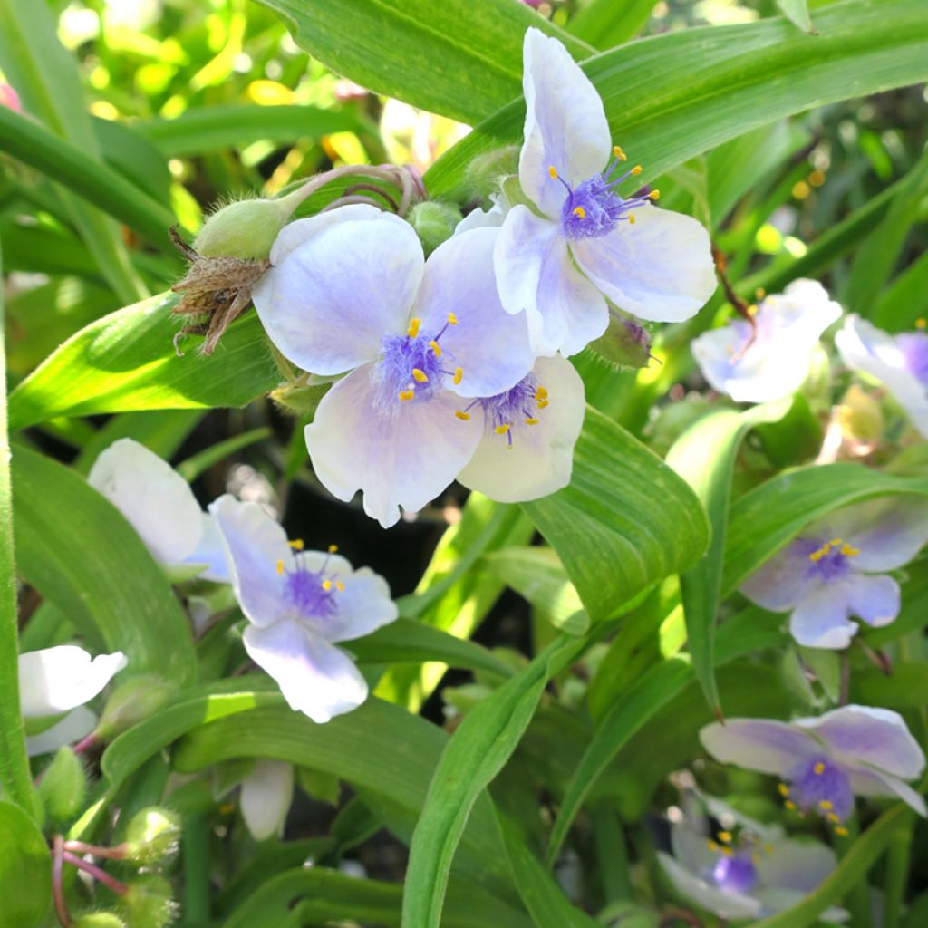 Tradescantia x andersoniana 'Osprey'