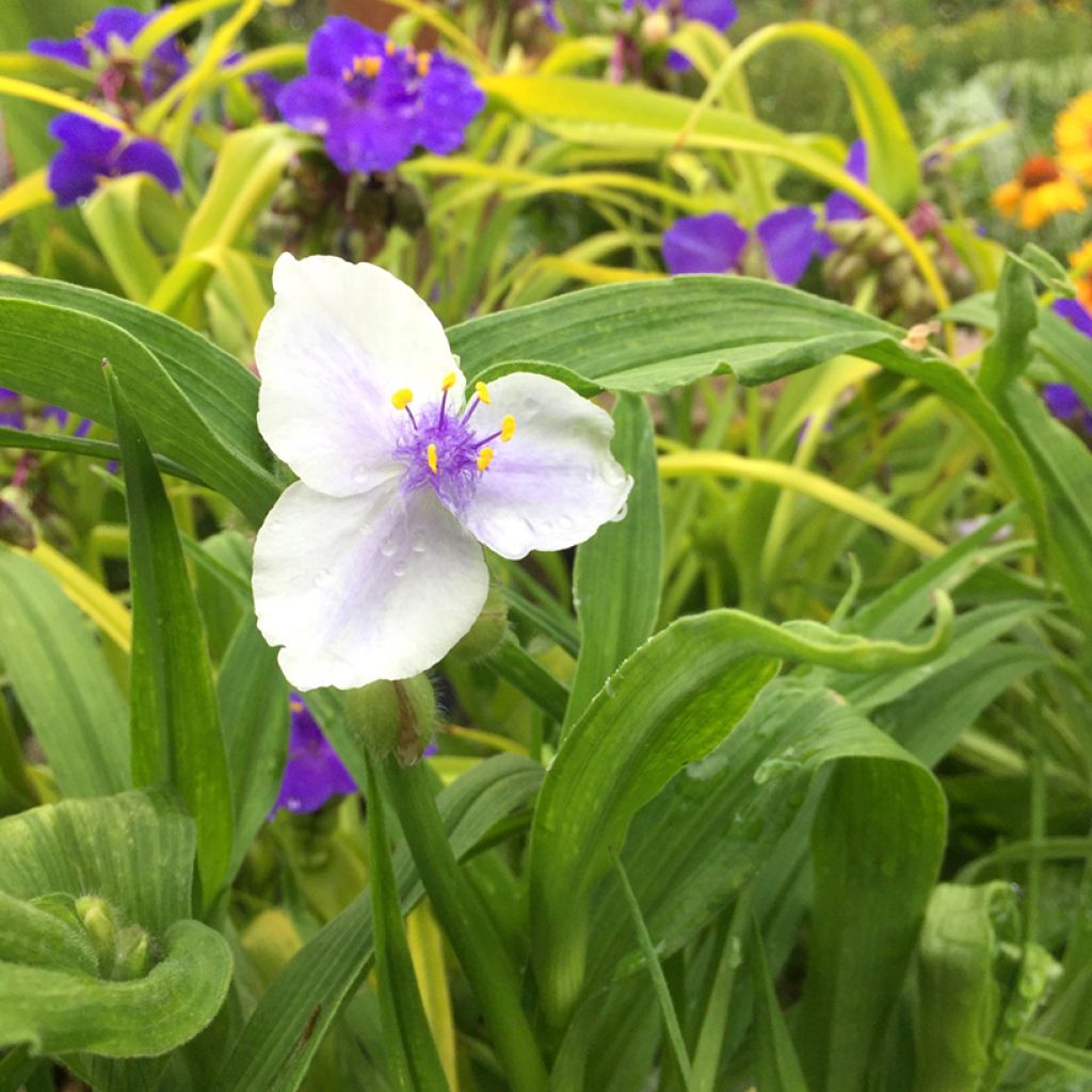 Tradescantia x andersoniana 'Osprey'