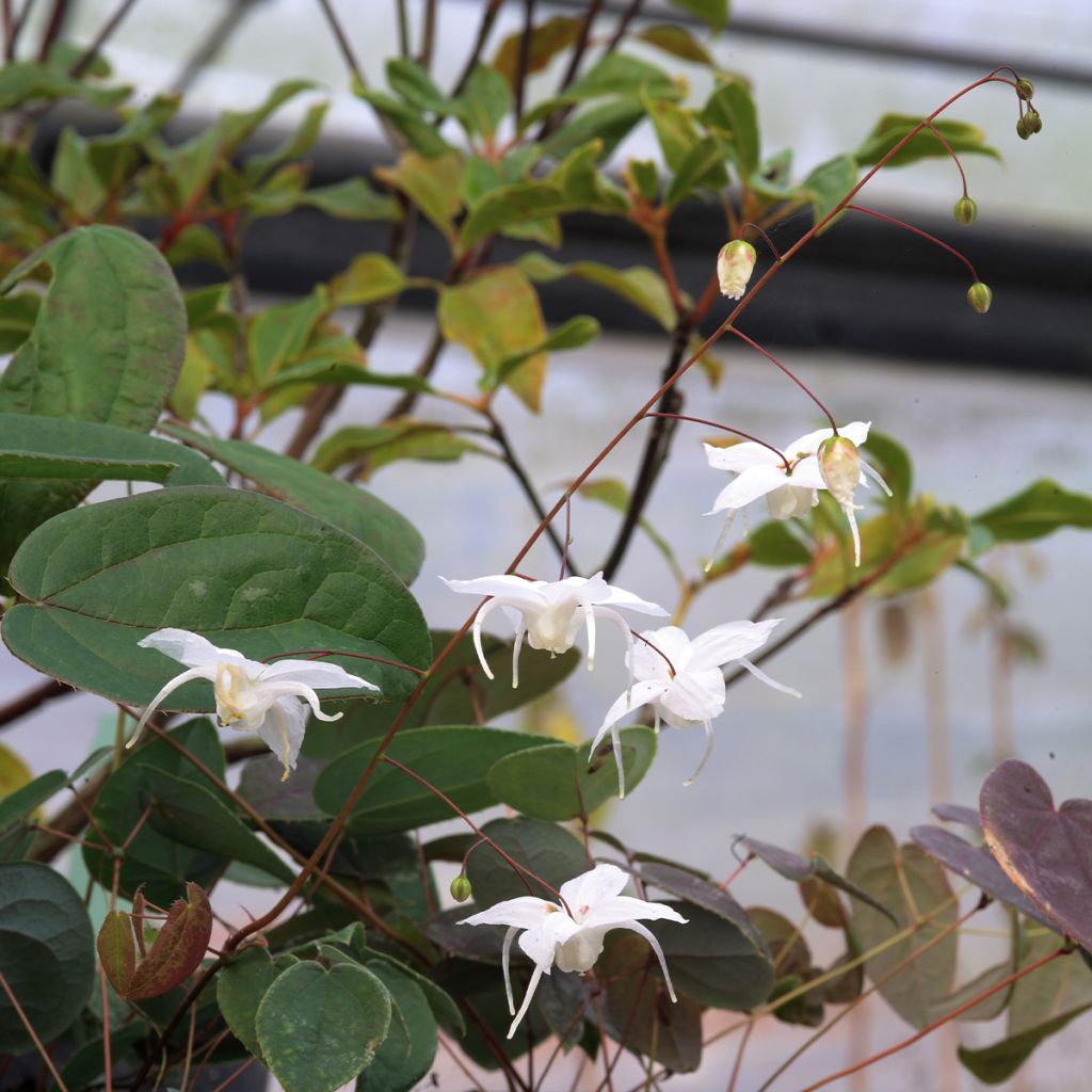 Epimedium Arctic Wings, Fleur des elfes