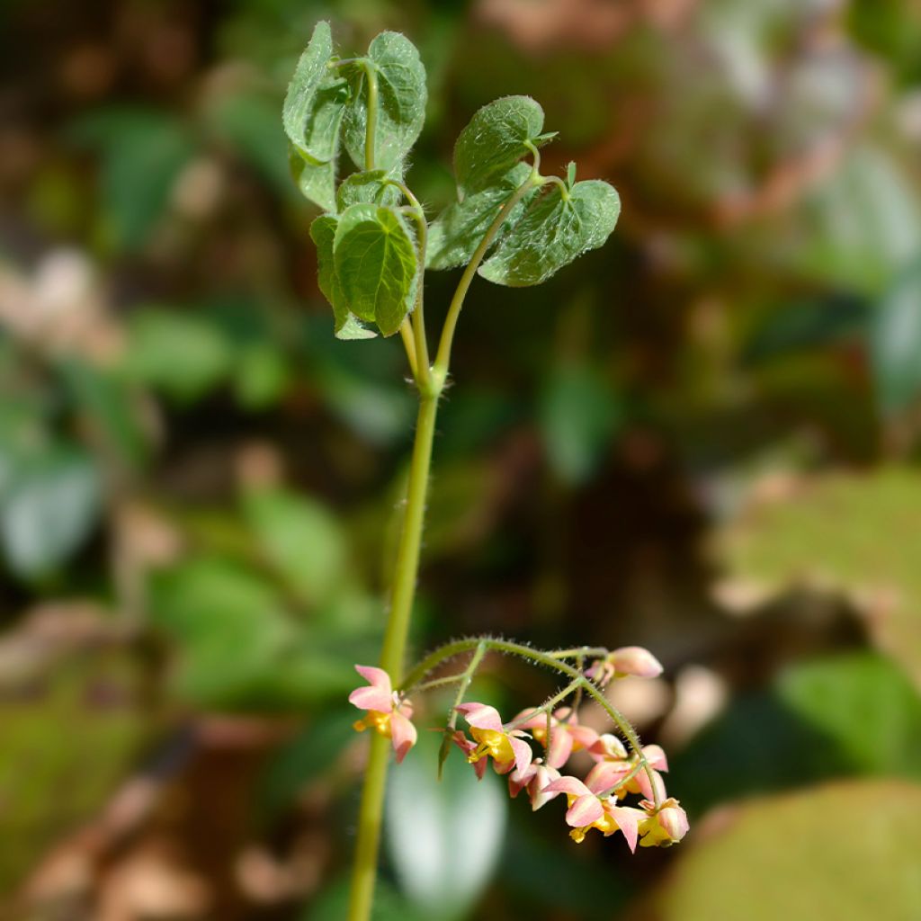 Epimedium alpinum - Barrenwort