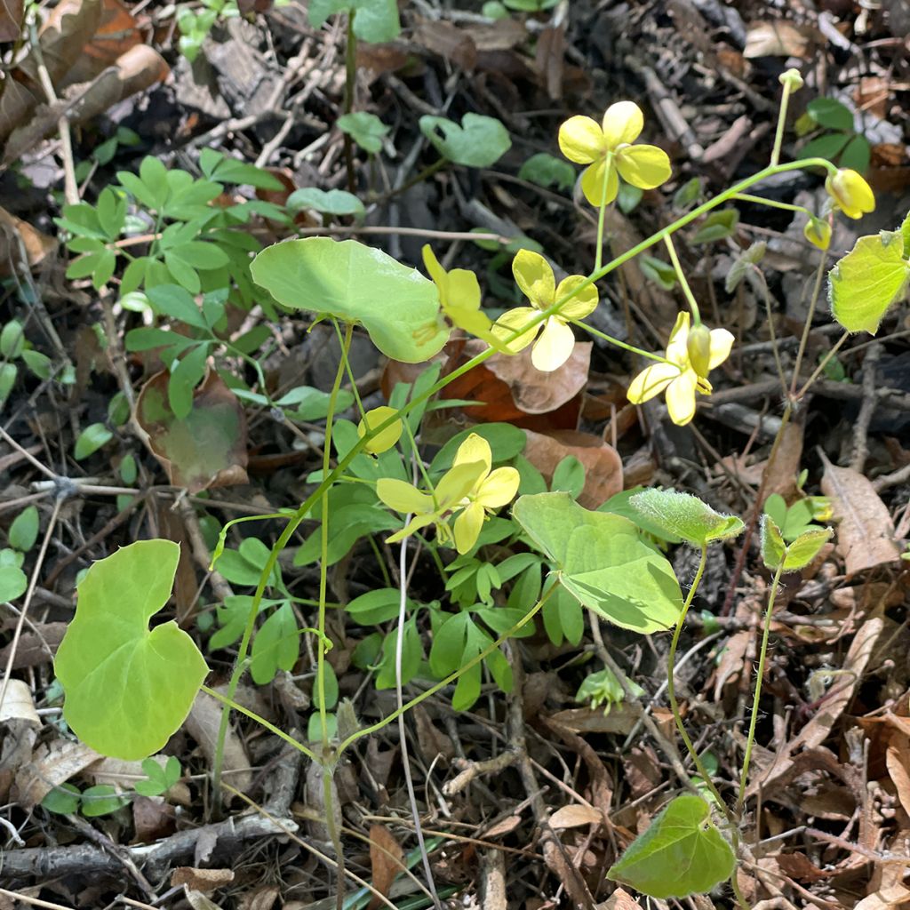 Epimedium perralderianum - Barrenwort