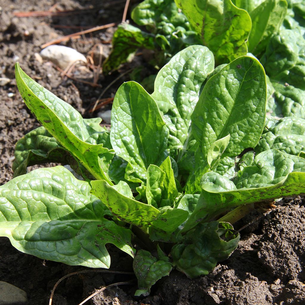 Spinach America - Ferme de Sainte Marthe Seeds