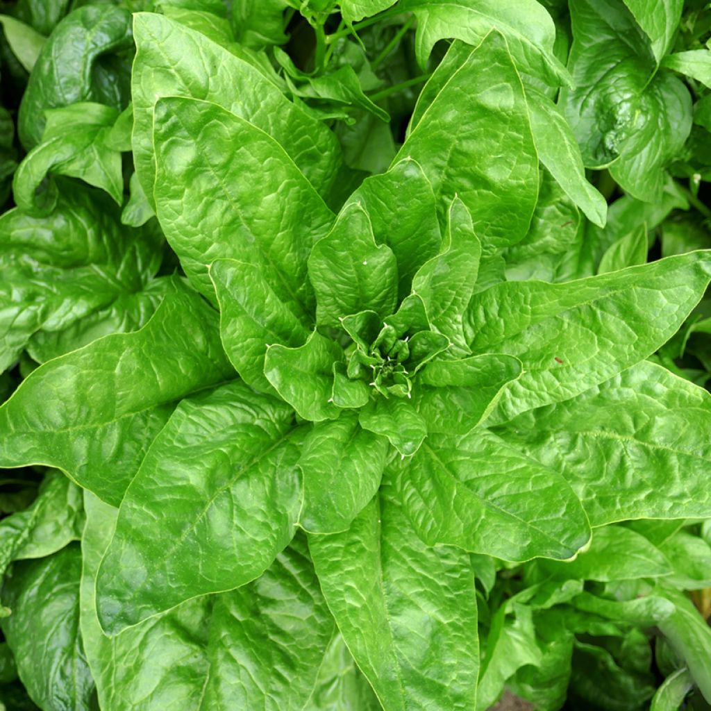 Spinach Bizet F1