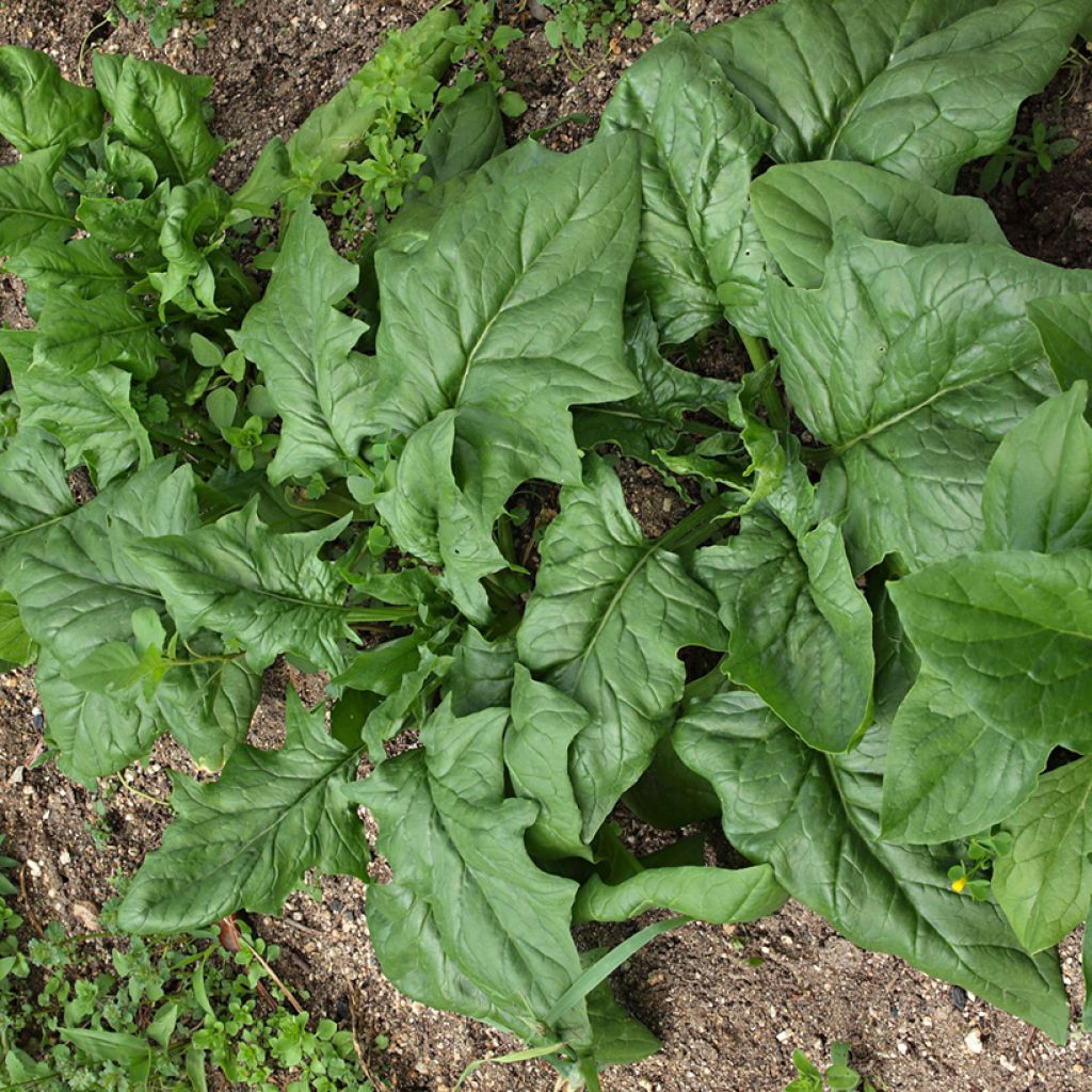 Spinach Giant Winter - Vilmorin Seeds