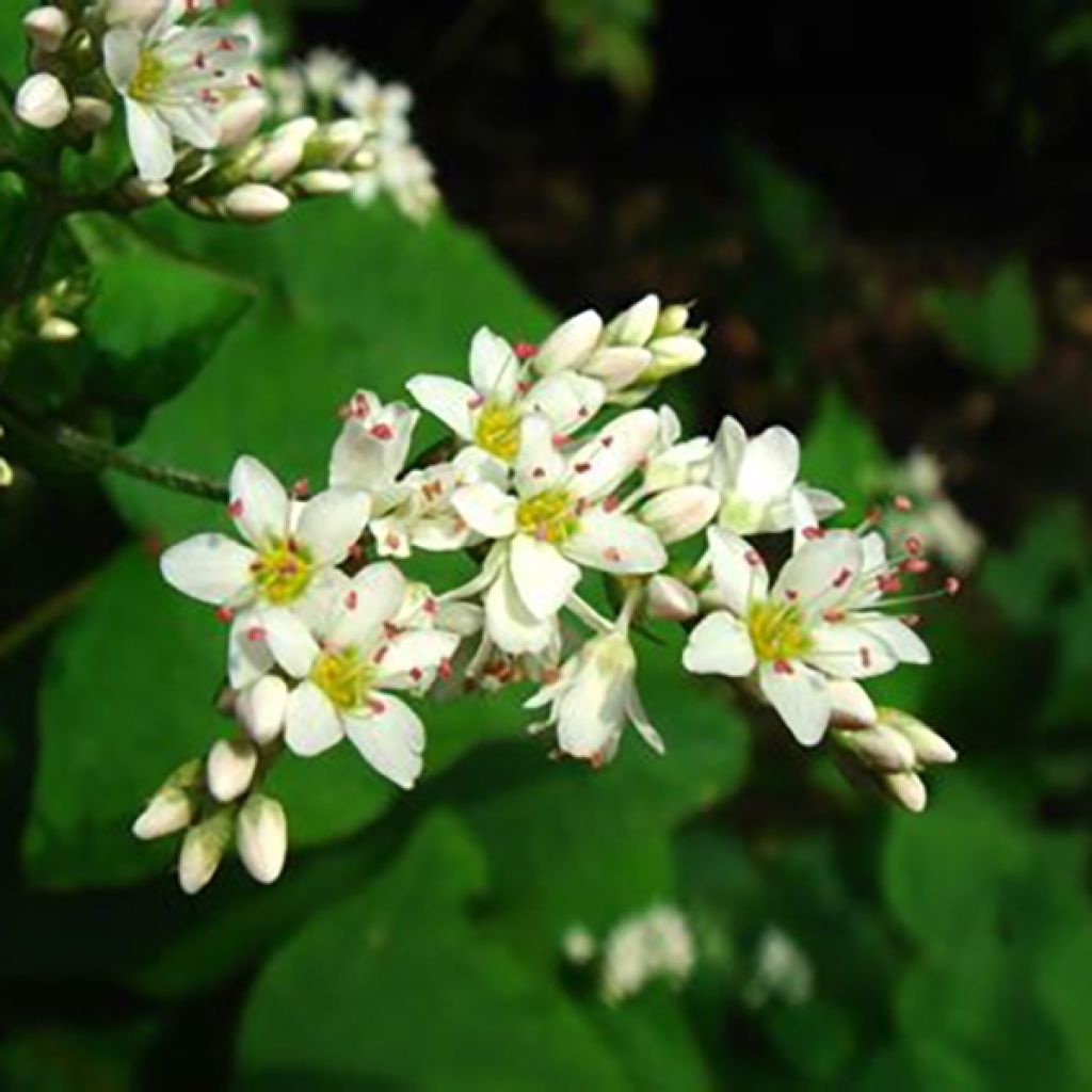 Epinard d'Asie, Epinard arbustif - Fagopyrum dibotrys (F. cymosum)