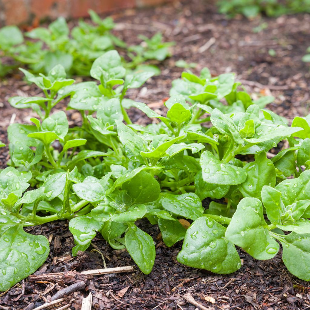 New Zealand Spinach - Tetragone - Tetragonia tetragonioides