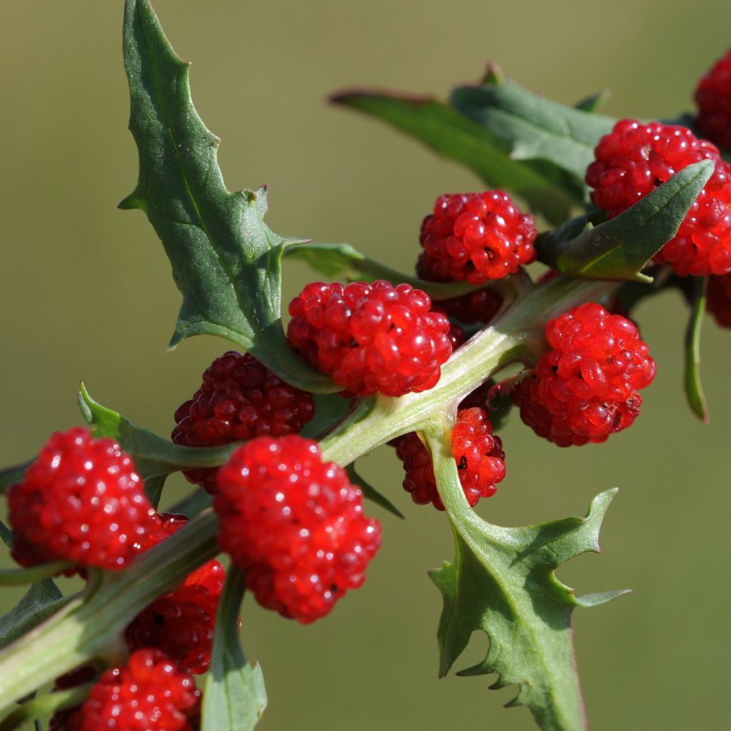 Chenopodium foliosum - Strawberry Spinach